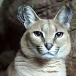 Rodney Michael - @cryptl - Instagram