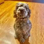 Rodney Cosmo O’Connor - @that_dood_rodney - Instagram