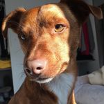 Rodney 🐶 - @rodneytheparson - Instagram