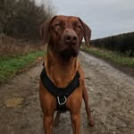 Rodney Ridgeback - @rodneyridgeback - Instagram