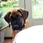 Rodney The Rhodesian Ridgeback - @rodney_the_ridgeback - Instagram