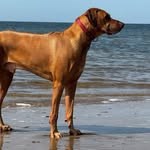 Rodney the Rhodesian Ridgeback - @rodney.ridgeback - Instagram