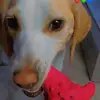 Rodney - @rodneyroothebeagle - TikTok
