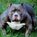 Rodney Royal - @rodney.royal - Instagram