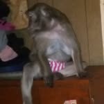 Rodney Shank - @shank_rodney - Instagram