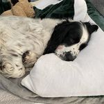 Ann Barnes-Turner - @springer_rodney123 - Instagram