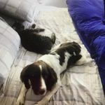 Rodeny - @springer_spaniel_rodney - Instagram