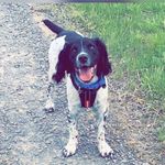Rodney - @rodney_the_springer - Instagram