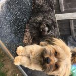 Rodney&tinkerbelle - @rodneytinkerbelle - Instagram