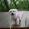 rodneytranmu6652 - @rodneytranmu6652 - TikTok