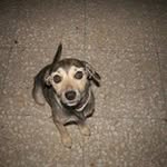 Rodney Peral van Oversteeg - @peralvanoversteeg - Instagram