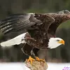 rodneywalls72 - @rodneywalls72 - TikTok