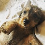 Rodney Weeks - @rodneyweeksdach - Instagram