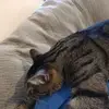 Rodney Wheeler - @rodney.wheeler2 - TikTok
