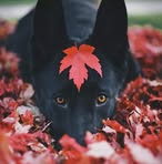 Rodney Wilkinson - Facebook