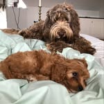 @rodney_and_womble - Instagram