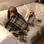 Womble and Rodney - @rodney.and.womble - Instagram
