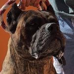 Rodolfo Camacho - @mastinitaliano - Instagram