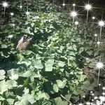 Rodolfo Armando Cordon Escobar - @cordonescobar - Instagram