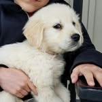 Rodriguez Brown - @goldenretrivers_fr_adopt - Instagram