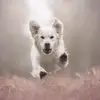 Ome Roel - @roel.smits - TikTok