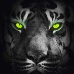 Rogelio Cabello - @rogelio.cabello.397 - Instagram