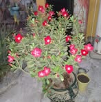 Rogelio Medrano - Facebook