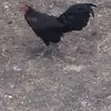 Rogelio Rocha - @rogelio.rocha061 - TikTok