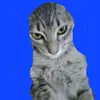 Rogelio Rocha - @rogelio.rocha32 - TikTok