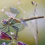 Roger Adkins - @dr.radkins - Instagram