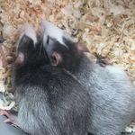🐀Roger&Alfred🐀 - @_baby.rittens_ - Instagram
