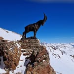 Roger Alig - @chamutsch - Instagram