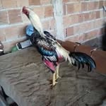 Roger Araujo - @roger.araujo.908132 - Instagram