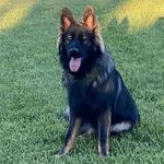 Roger Ashmore - @integratedshepherds - Instagram