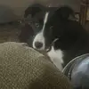 rogerauge0 - @rogercauge - TikTok