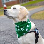 ROGER THE BABSON DOG - @rogerthebabsondog - Instagram