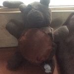 Roger Bear - @rogerbear311 - Instagram