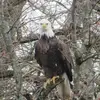 Roger Bear - @roger.bear8 - TikTok