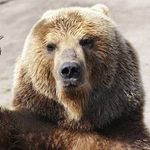Roger.bear - @roger.bearx - Instagram