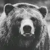Rogerbear - @rogerbear12 - TikTok