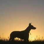 Roger Bélanger - @rogerbeep56 - Instagram