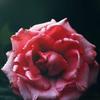 Roger Bernier - @roger.bernier - TikTok