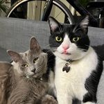 Roger & Blair - @roger_the_tuxie - Instagram