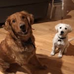 Baer Fetch & Roger Blue - @mr.baerandmr.roger - Instagram