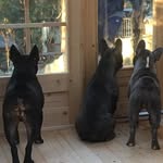 Roger_Blue_Moon_thefrenchies - @roger_blue_moon_thefrenchies - Instagram