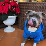 Roger - @rogerbluestaffy - Instagram