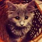 Roger Russian Blue - @rogerthekitten - Instagram