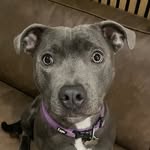 Roger the blue staffy - @roger_thebluestaffy - Instagram