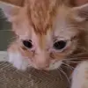 RogerBos - @rogerlaksanakan - TikTok