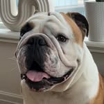 BOWIE - @bowierogers_ - Instagram
